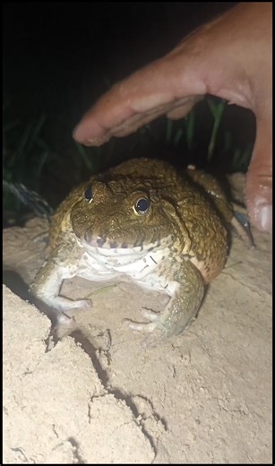 Funny BIG BULLFROGS jumping SKILLS😂😁 #jumping #funnyanimals #funny #frog #animals