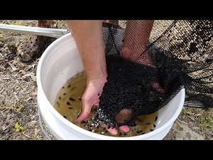 Saved A Million Baby FROGS FROM POND EATERS