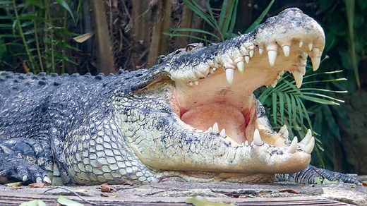 The giant saltwater crocodile that broke records