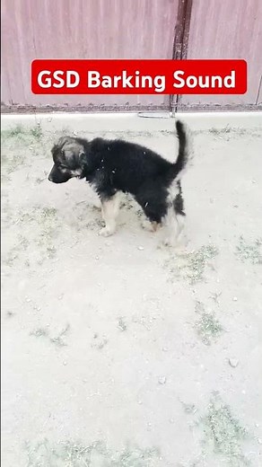 GSD Puppy’s First Bark! 🐶🔥 | Cute German Shepherd Barking for the First Time!