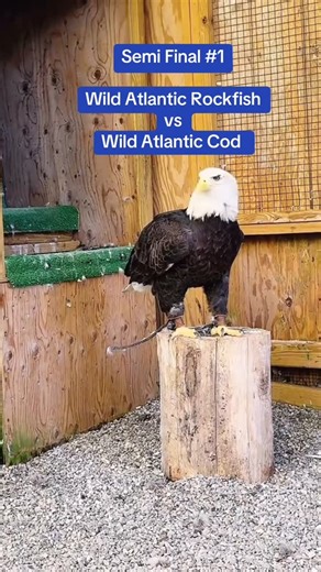 Christine's Critters Inc. on Instagram: "Semi Final #1 in Leo’s 5th Grade Science Fair Project-Aurora’s Favorite Fish- put Wild Atlantic Rockfish against Wild Atlantic Cod. Aurora happily participated in this round and chose……ROCKFISH! Semi Final #2 is on Friday. Comment which fish Aurora will choose in the match up of Rainbow Trout and Wild Atlantic Haddock! Whether Leo wins his Science Fair with this incredibly fun project or not (we think he should win) it is a winner for Aurora! Thank you Le