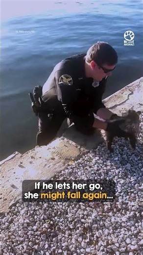 Officer gently rescues terrified opossum stuck on ledge 👏❤️