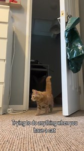 When your cat takes her role as an emotional support animal very seriously #gingercat #clingycat #velcrocat #kitten #cutecat | Kimchi and Nori