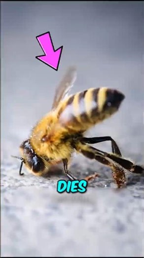 If You Ever Get Stung by a Bee, This Is What REALLY Happens…