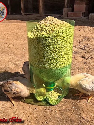 Comedero Automático para Pollitos con Botella Reciclada