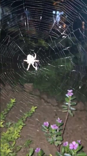 How Spiders Build Deadly Traps 🕸️ | Nature’s Genius!Spider’s Secret Web Trick for Hunting 🕷️🔥
