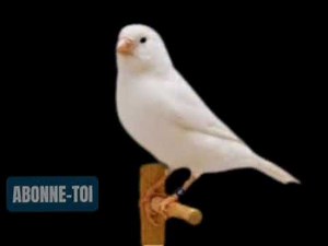 Chant canari Mosaïque