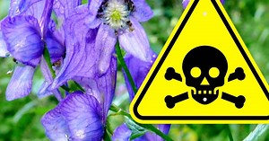 Top 10 Dangerous Plants That Can Literally KILL You | Videos on WatchMojo.com
