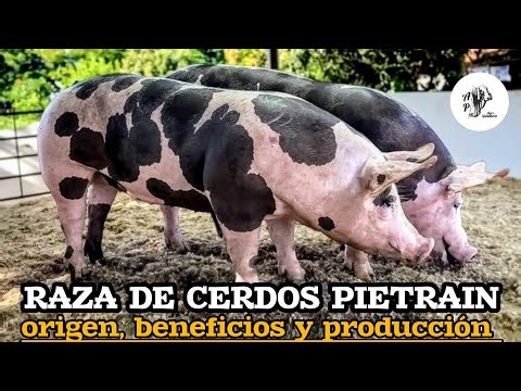 Pietrain pig breed: Guaranteed meat production (origin, benefits and production)