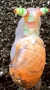 229K views · 3.2K reactions | Zombie Snail . #facts #science #hindireels #knowledgeinhindi #factsinhindi #sciencefacts | SpaceoNomy | Facebook