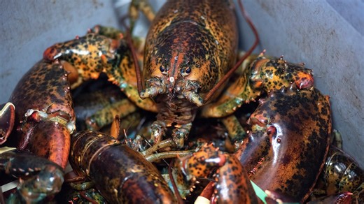 Island producers breathe ‘sigh of relief’ over Canada-China tariff deal