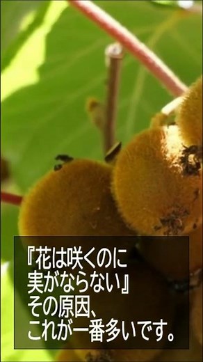 キウイ #果樹