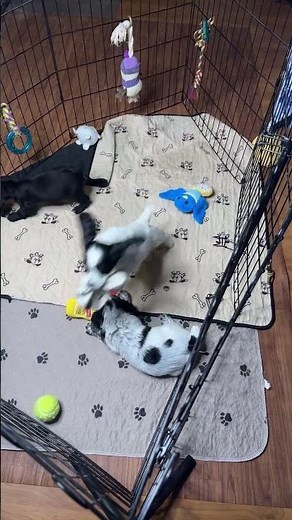 English cocker spaniel Hilltop Dog Puppy Training Kennel is live!