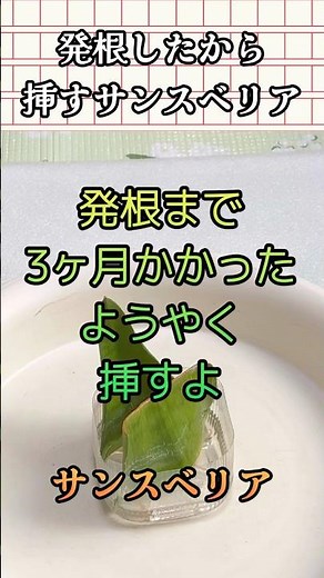 🌵発根まで3か月のサンスベリアを挿す #サンスベリア #サンセベリア #挿し木 #多肉植物 #発根管理 #水差し #観葉植物初心者