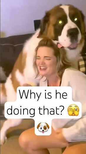 Why Does Your Dog Hump Everything? 🐶😳 It’s NOT What You Think! #shorts