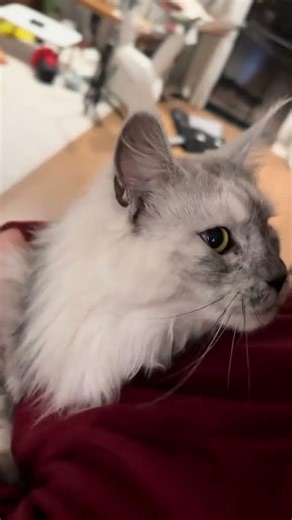 Maine Coon Cats vs. Dogs: Ultimate Showdown