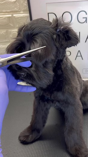 Puppy Grooming Session at a Dog Grooming Salon