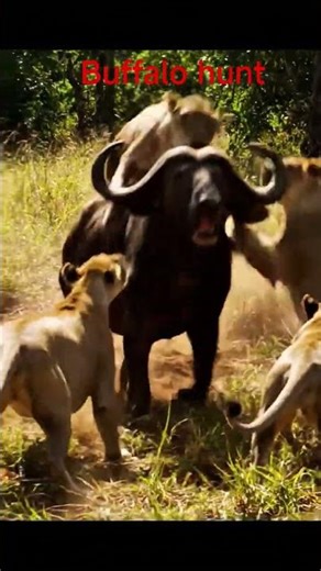 #hunting #baffalo #nationalgeographic #junglelife
