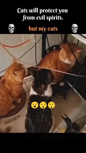 😲😾 scary cats 😾😲 [] retha katteri [] #ghostmovies #horrormovies #paranormalexperience #cats #memes