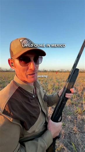 Wild Bobwhite Quail In Mexico