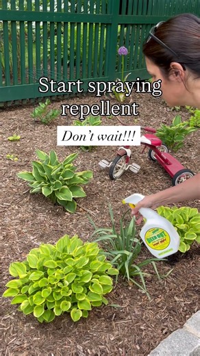 Don’t make this mistake with your hostas