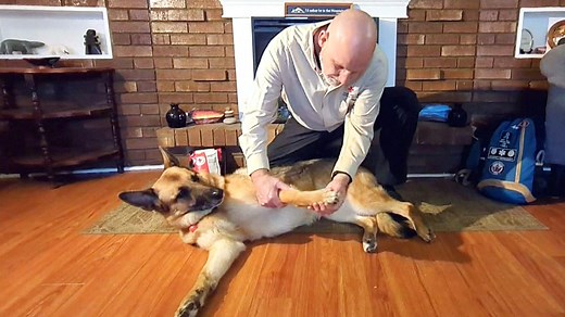 Canadian Red Cross offering online pet First Aid course