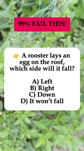 🐓 Rooster Lays Egg on Roof – Which Side Will It Fall? #shorts #iqvistax #math #riddle