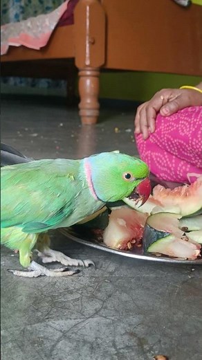 How to teach parrot to talk ✅