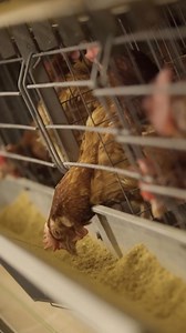 🤲 Chaque euro pour AVSF change des vies, soutient des projets durables et protège notre planète. Faites un don ! | AVSF - Agronomes & Vétérinaires Sans Frontières