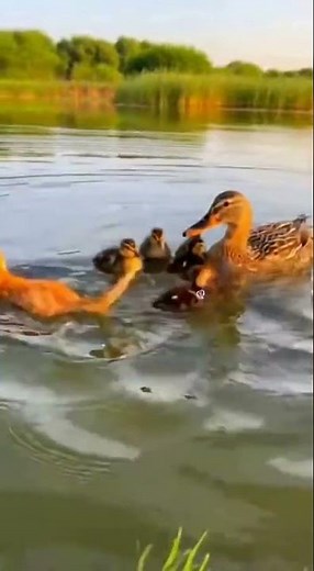 Cheese Cat Tries to Attack on Duck Cubs... But Duck Mom Steps In and Saved Our Childs! 😨