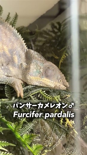 Chameleons, each with their own sleeping face 💤 #reptiles #chameleon #fujipiko