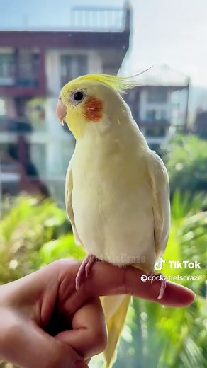Happy Cockatiels Singing and Spreading Joy