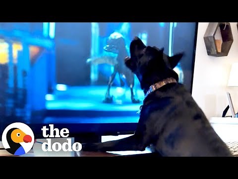 Dog Loves Watching TV — And Has A Favorite Movie Too | The Dodo
