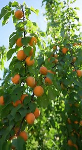 Du noyau à l’arbre : cultiver un abricotier chez soi | Astuces Recettes Trucs