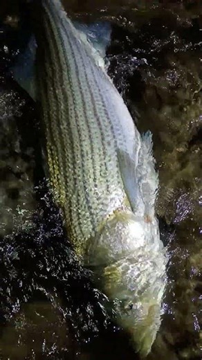 Cow Striped Bass #stripedbass