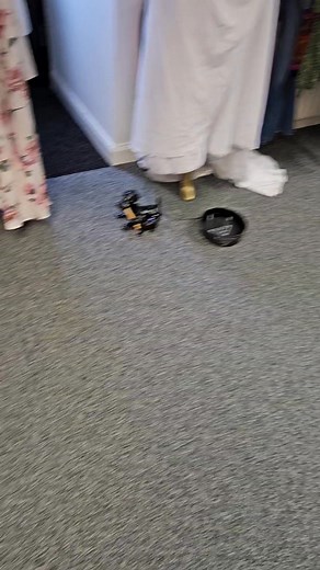 80K views · 8.3K reactions | Pumpkin found a Hotdog  and she's not sharing!! She may only be small with 2 working legs, but she's incredibly strong and determined. A typical stubborn Westie!! #westiesofinstagram #westie #wheeliewestiewarrior #Pumpkinpower | Pumpkin The Wheelie Westie Warrior | Facebook