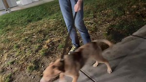 The ASPCA brought in the most amazing dogs over the weekend. Check out our site to be the first to visit when they’re available! | Animal Welfare Association