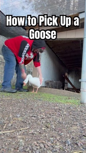 How to pick up a goose #tutorial #goose #backyardfarming #cuteanimals #christmas #wrangler