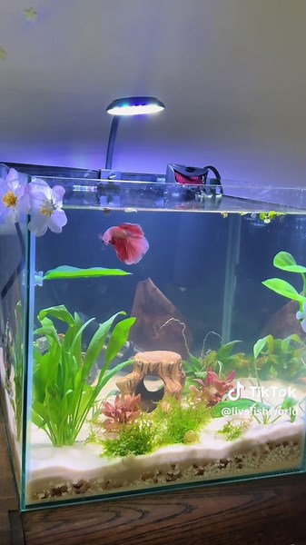 Betta Fish Tank Setup for a Thriving Home