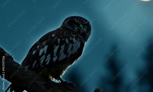 A nocturnal bird known for its distinctive hooting call. Often refers to large owl species like the Barred Owl or Great Horned Owl, which are skilled hunters with sharp eyesight and silent flight