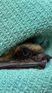 Our educator and volunteer Jeff released this small little floof two nights ago back home in Bucks County. Little brown bat populations in Bucks County, Pennsylvania, have experienced a dramatic decline due to White-Nose Syndrome (WNS), a fatal fungal disease that has devastated bat colonies across the northeastern United States. In the early 2010s, a mine in Upper Bucks County, once home to over 10,000 hibernating bats, was nearly wiped out by WNS. By 2013, only 23 bats remained, with half show