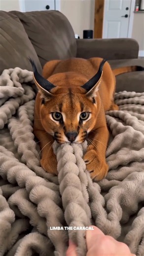 Limba the Caracal Refused to Let Go of My Blanket 😂🐾