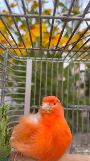 🐥🏡カナリアりんりんの🪽羽根毛づくろい🌻☘️#手乗り赤カナリア #心の癒し #季節の花々 #奈良公園の鹿