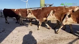 Here we have a rare opportunity to purchase 10 Pedigree Fleckvieh heifers. Calving in the middle of May and in calf to pedigree Fleckvieh bulls. These heifers will make your herd stand out from the rest. For more information contact James on 0874088296 or see: https://www.grasstecgroup.com/livestock-available/10-fleckvieh-in-calf-heifers/ | Grasstec