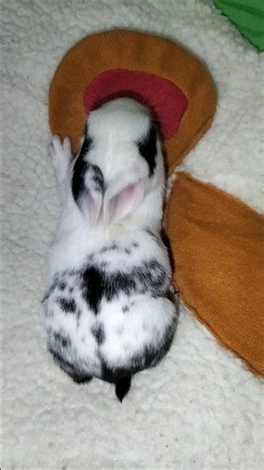 #rabbit #animal #bunny #cute