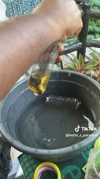 Packing process 🐟📦😍🫶 #fypシ #fish #trending #viralvideotiktok #viral