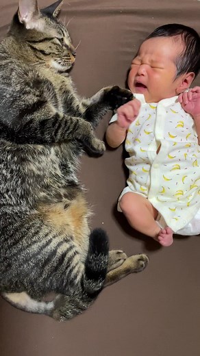 #猫 #猫のいる暮らし #猫好きさんと繋がりたい #ネコ #保護猫 #ねこ #赤ちゃん #新生児 #赤ちゃんと猫 #cat #キジトラ猫