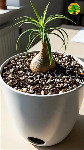 Ponytail Palm Indoor Care (Beaucarnea recurvata)
