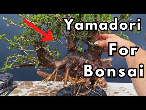 Bonsai Yamadori hunting with The Tree Styler. (Olives)