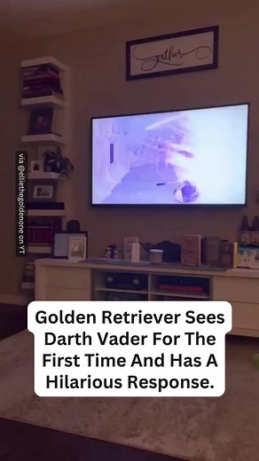 This good boy needed to get to safety. 😆 https://buff.ly/3vhVaXa #dogs #dog #funny #darthvaider #movies #sillyanimals | Pet Videos Daily